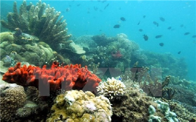 Điều tra cơ bản tài nguyên - môi trường biển phục vụ phát triển các dự án ngoài khơi tại Việt Nam